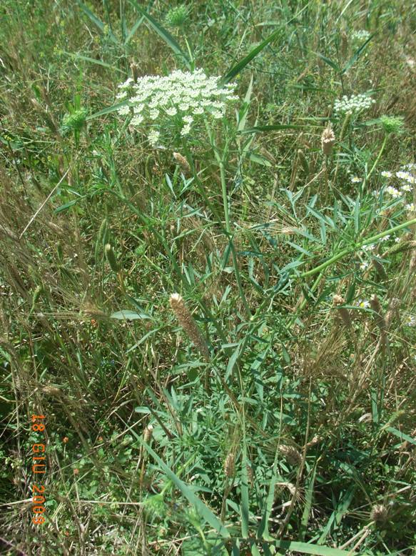 Ammi majus /  Visnaga maggiore